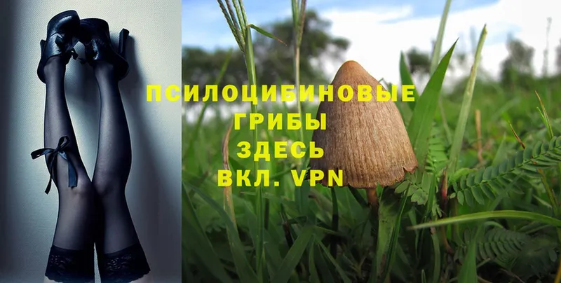 как найти закладки  Власиха  Галлюциногенные грибы Psilocybe 